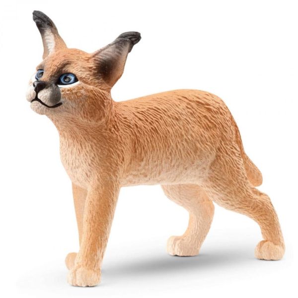 SHL14868 - Giovane caracal - 1