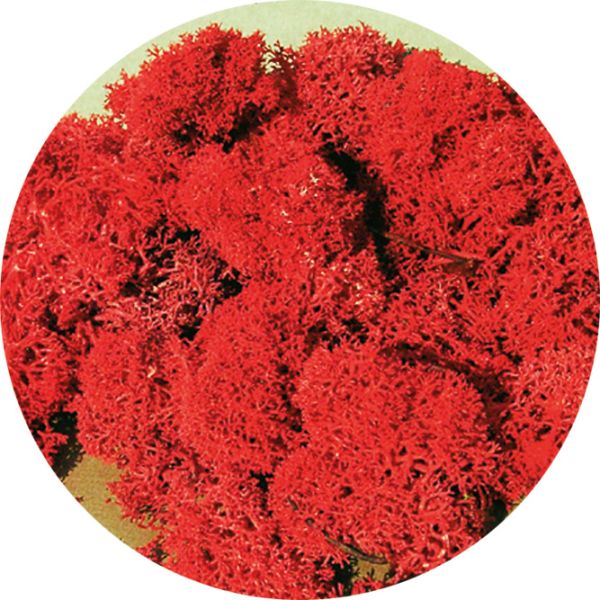 HEK3213 - Lichene rosso 30g - 1