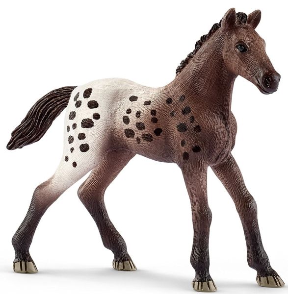 SHL13862 - Puledro Appaloosa - 1