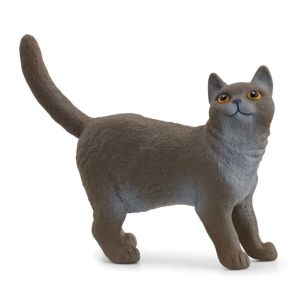 SHL13973 - British shorthair