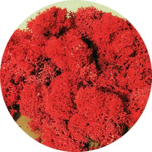 HEK3213 - Lichene rosso 30g