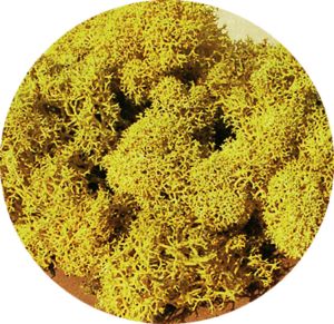 HEK3215 - Lichene giallo 30g